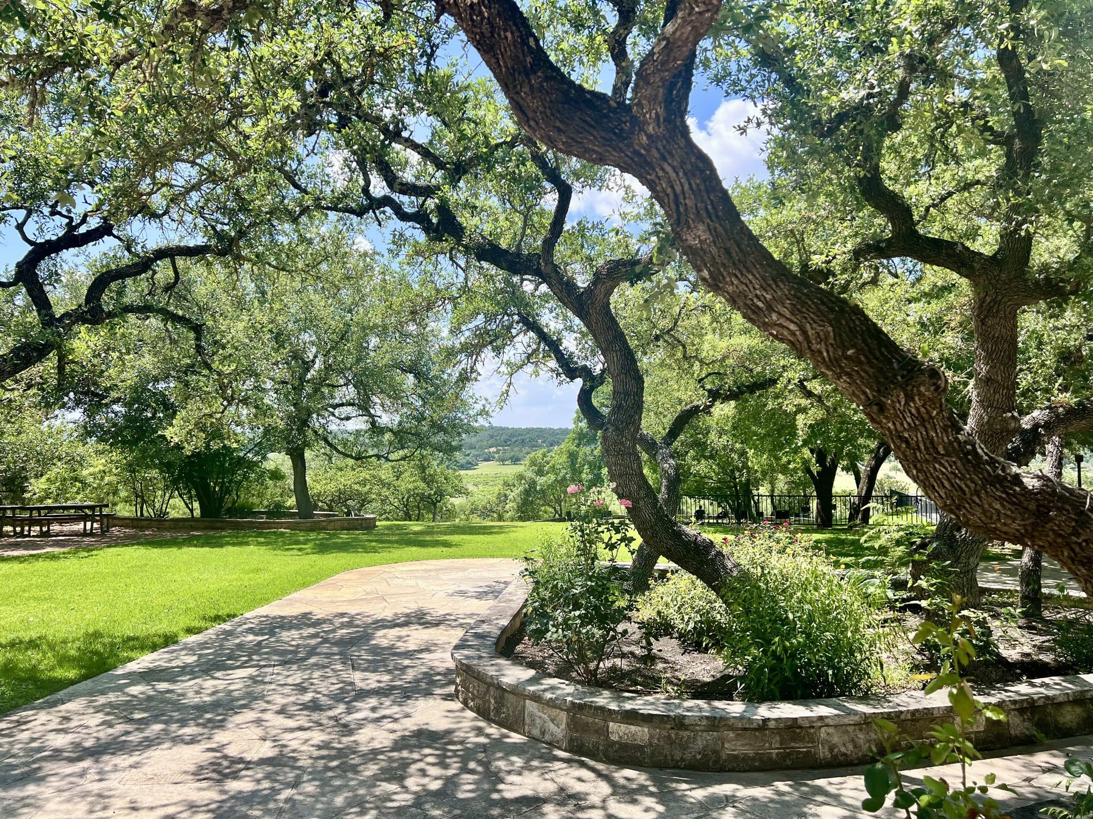 The lawn and valley view under a large live oak at Driftwood Estate Winery.