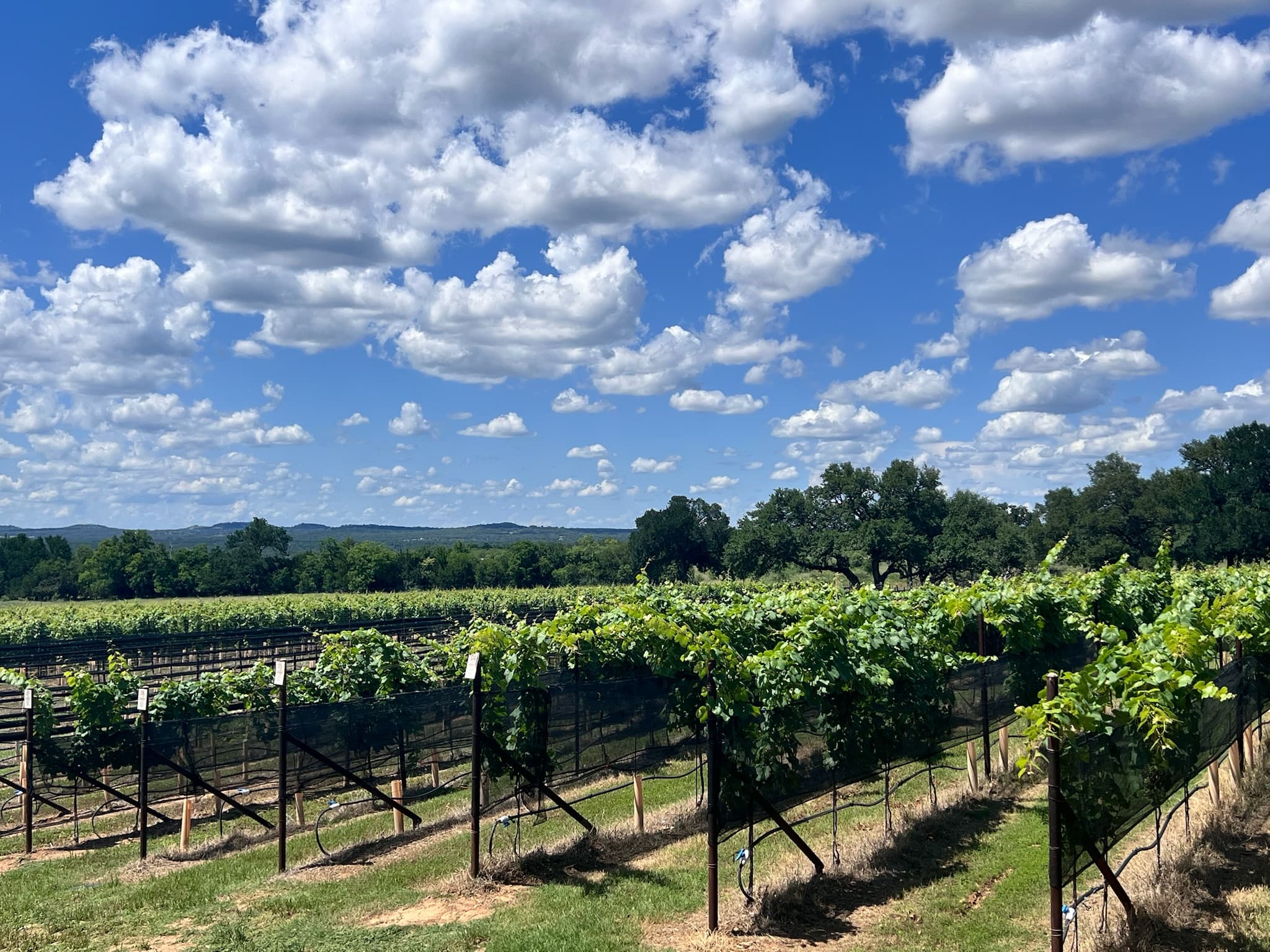 Vineyard rows under an expansive Hill Country sky at William Chris Vineyards in Hye.