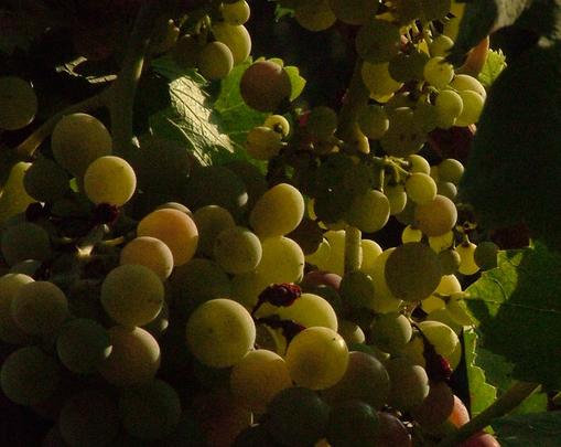 Plate 01 · Cluster on the vine, pre-veraison · photo: ANTONELLO, CC BY 2.0