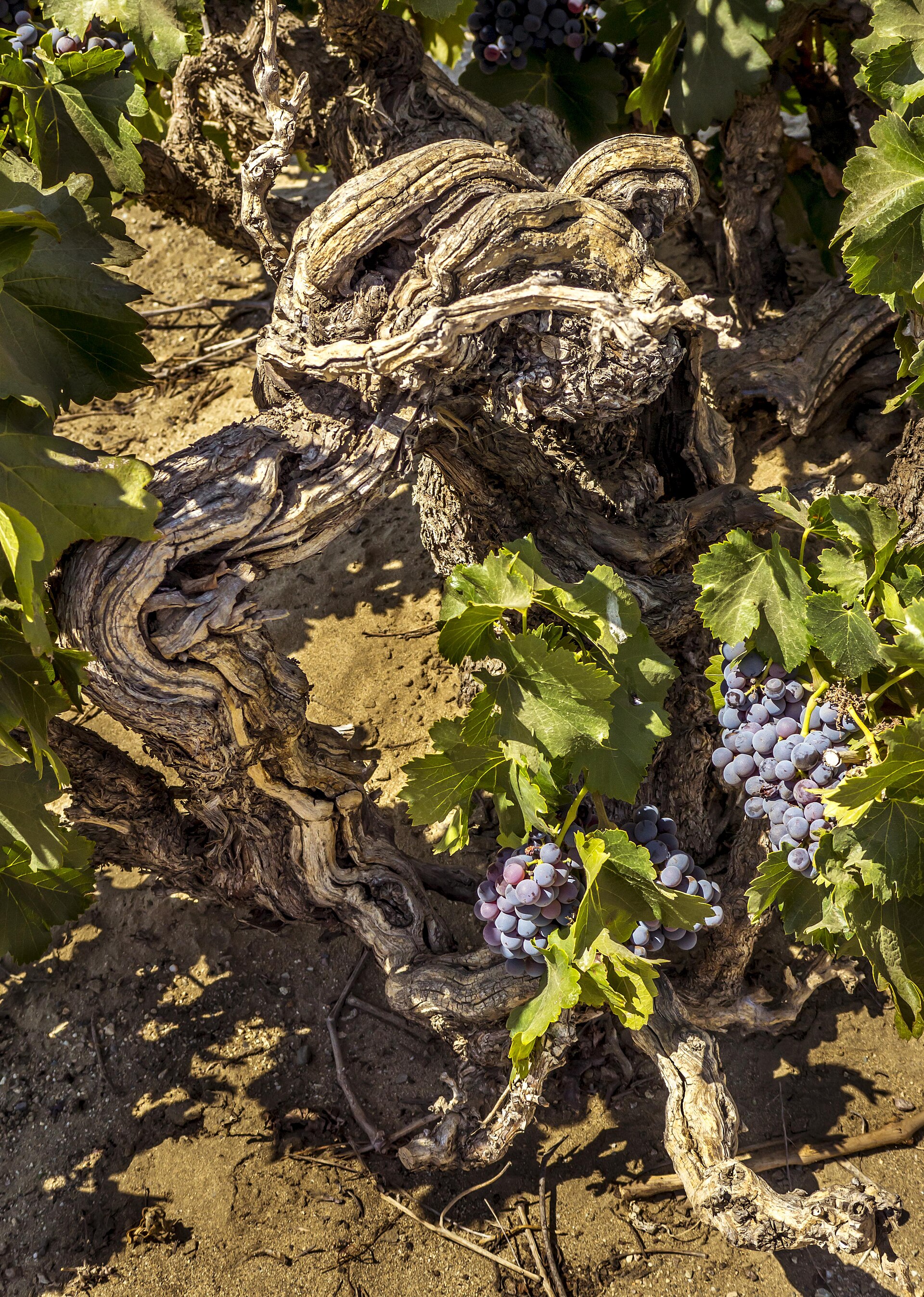 Plate 01 · A vine planted in the 1890s, still bearing · photo: Steve Amaon, CC BY-SA 4.0