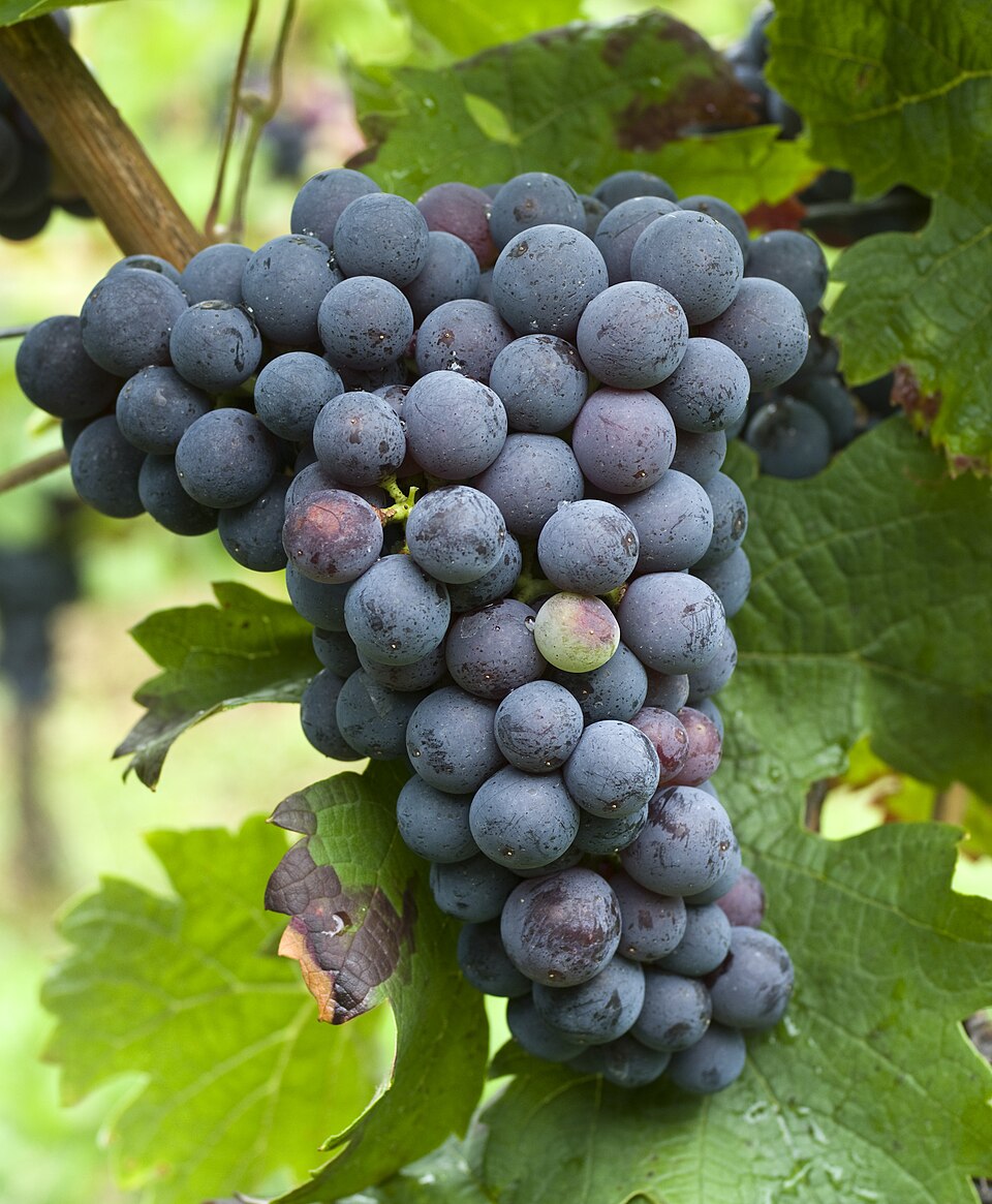 Plate 01 · Cabernet Franc cluster · photo: Ursula Brühl, JKI · CC BY-SA 4.0