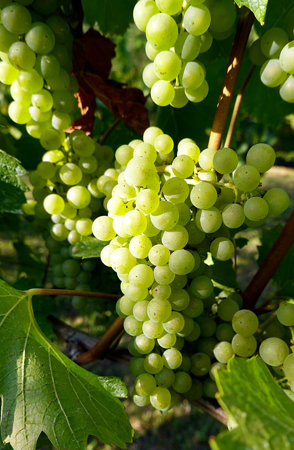 Plate 01 · Chardonnay cluster · photo: Geolina163 & 1971markus · CC BY-SA 4.0