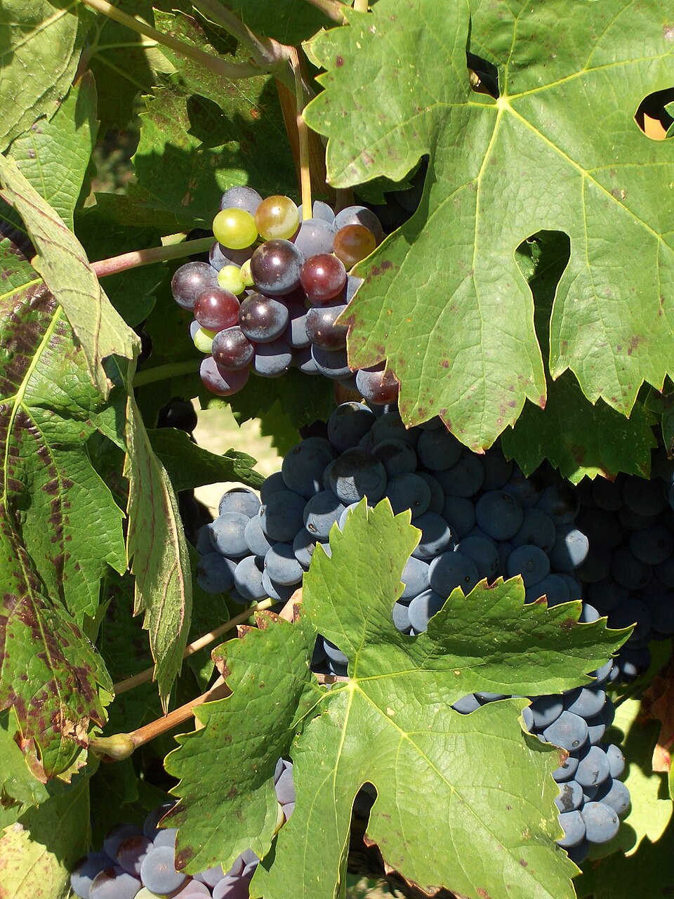 Plate 01 · Cinsault cluster · photo: Allie_Caulfield · CC BY 2.0
