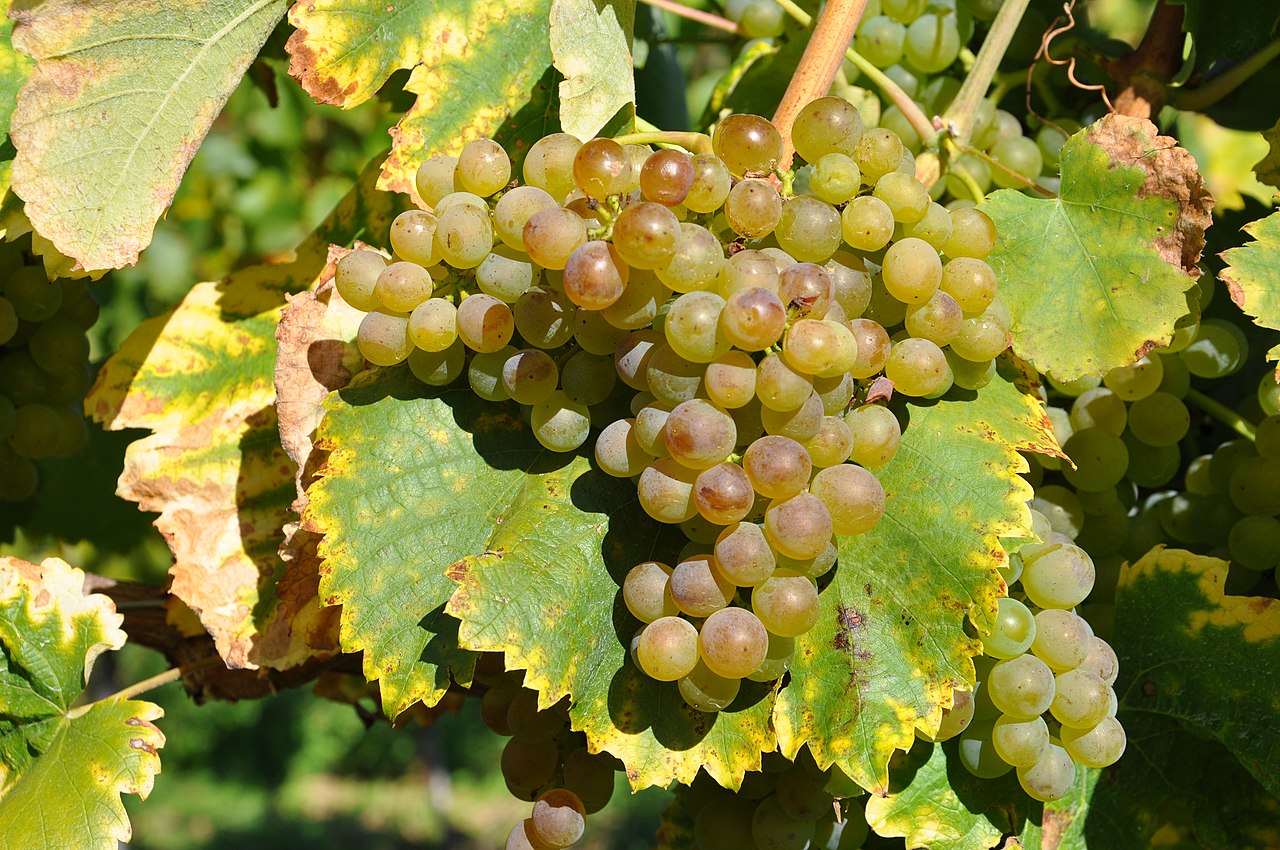 Plate 01 · Cluster on the vine · photo: Doris Schneider, Julius Kühn-Institut (JKI) · CC BY-SA 4.0