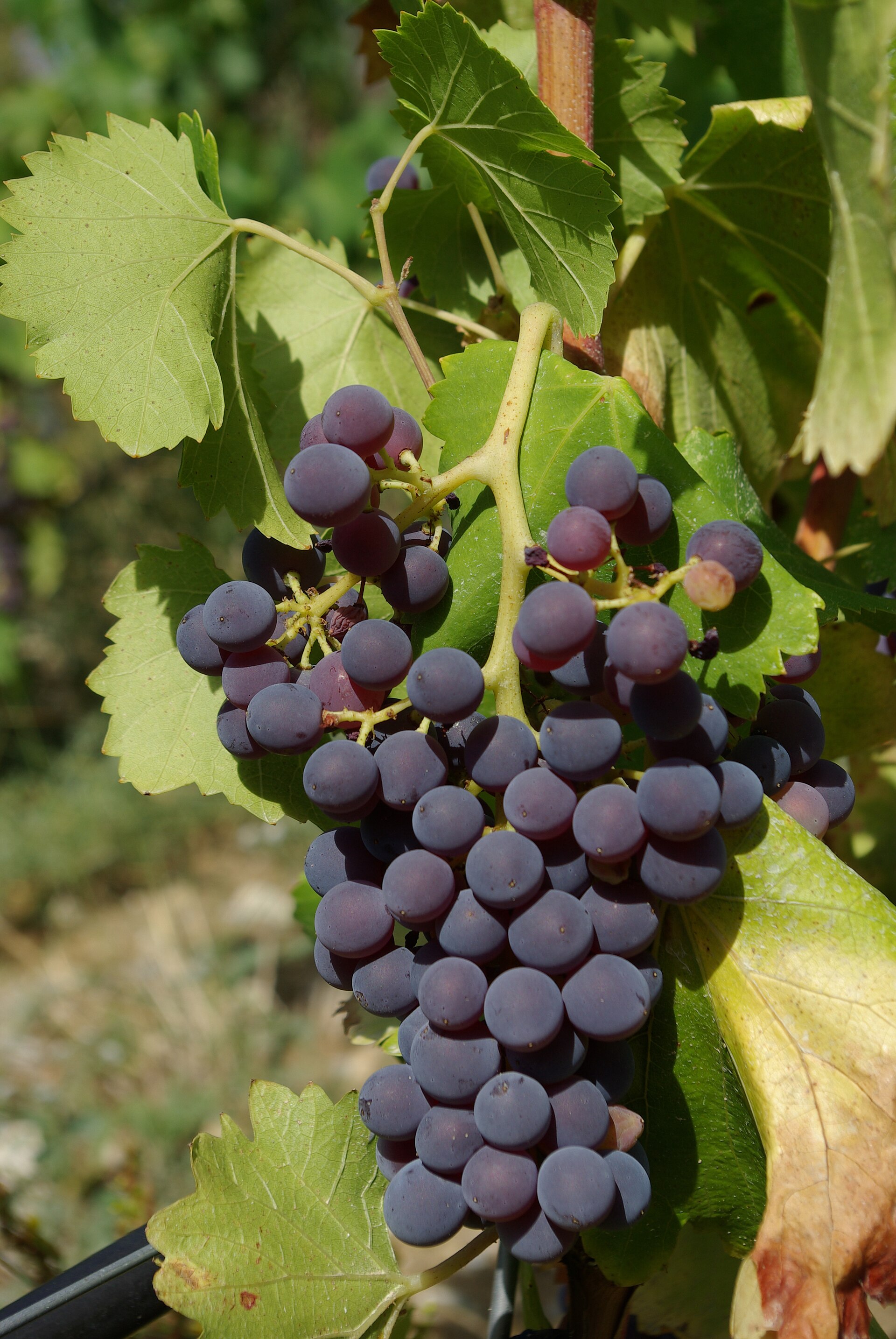 Plate 01 · Cluster on the vine · photo: Magnetto, CC BY-SA 3.0