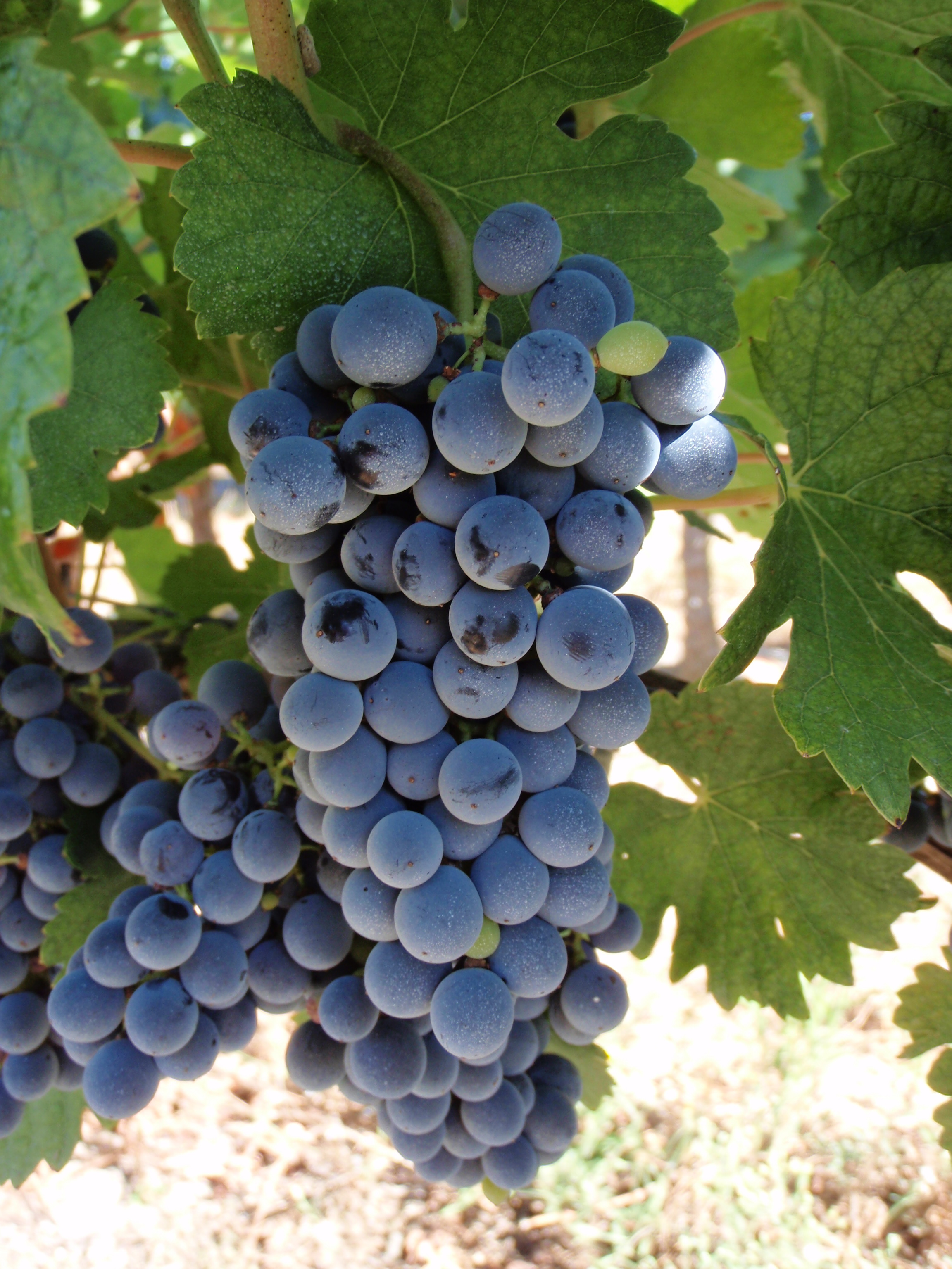 Plate 01 · Cluster on the vine · photo: Vibeuc, CC BY-SA 3.0