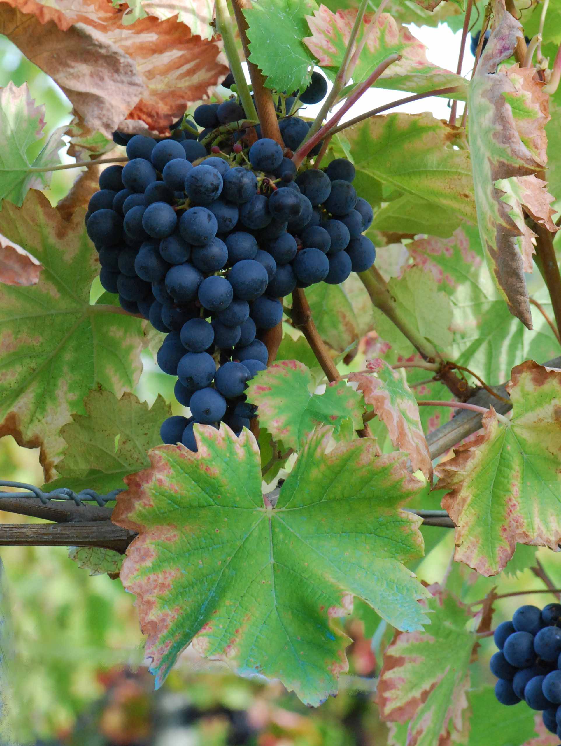 Plate 01 · Cluster on the vine · photo: Pancrat, CC BY-SA 3.0