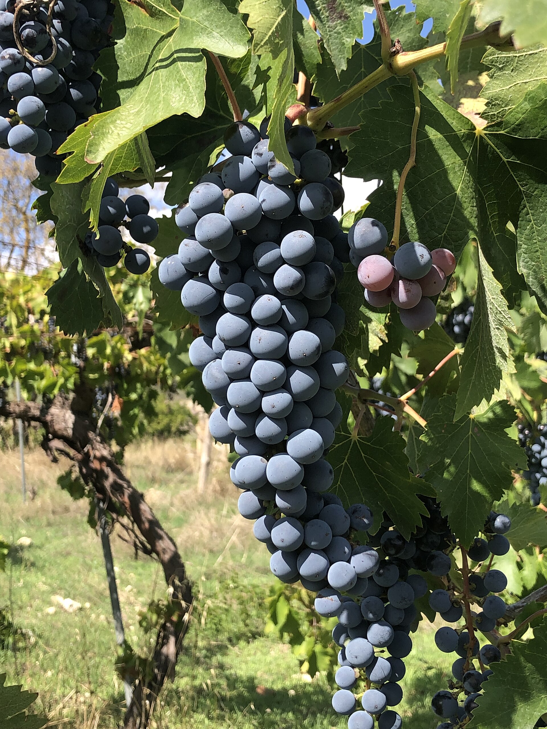 Plate 01 · Nero d'Avola on the vine at Grotte, Sicily · photo: OppidumNissenae · CC BY-SA 4.0