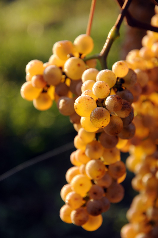 Plate 01 · Cluster on the vine · photo: Xavier Seubot, CC BY-SA 3.0
