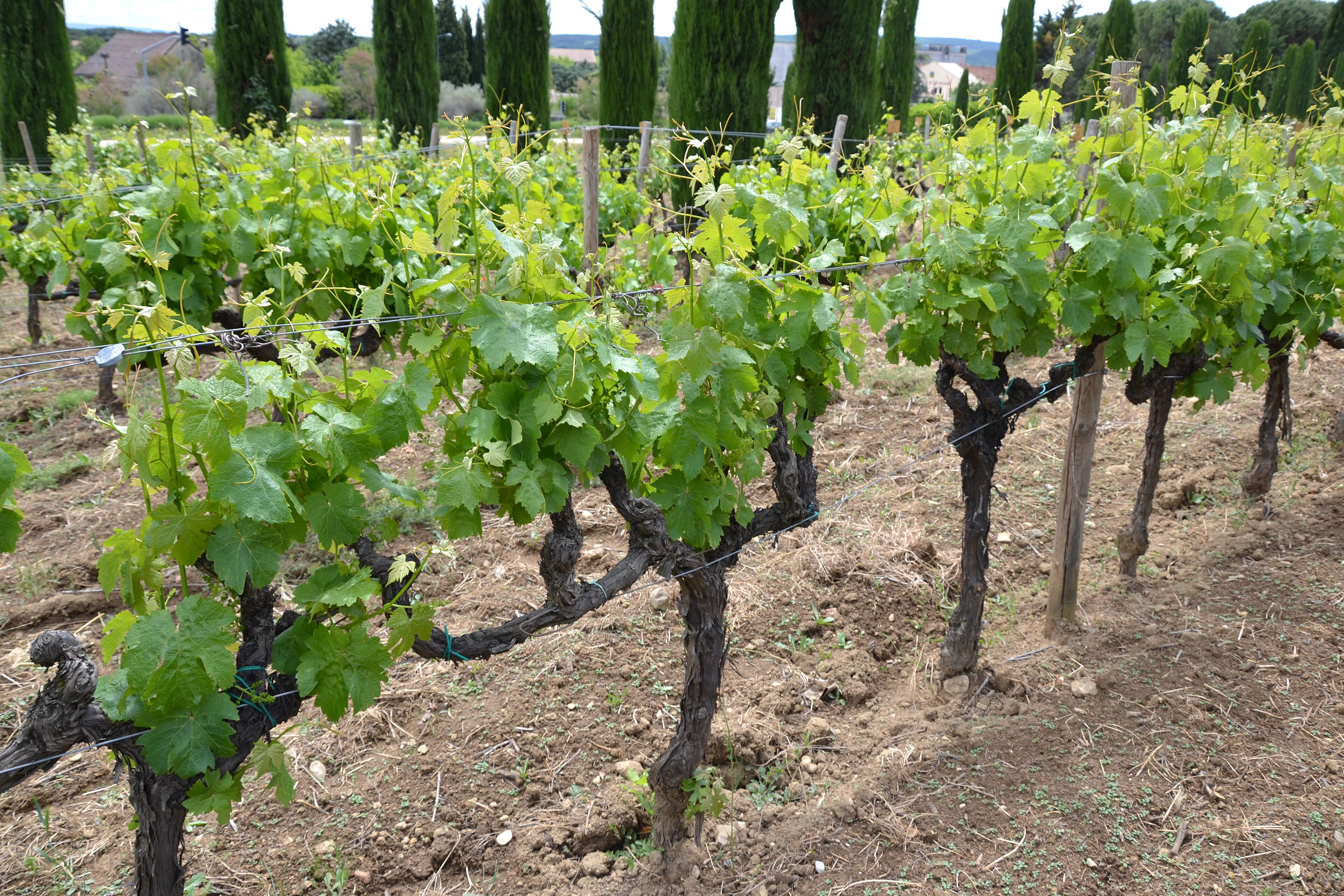 Plate 01 · Picpoul Blanc on the vine · photo: Marianne Casamance, CC BY-SA 4.0