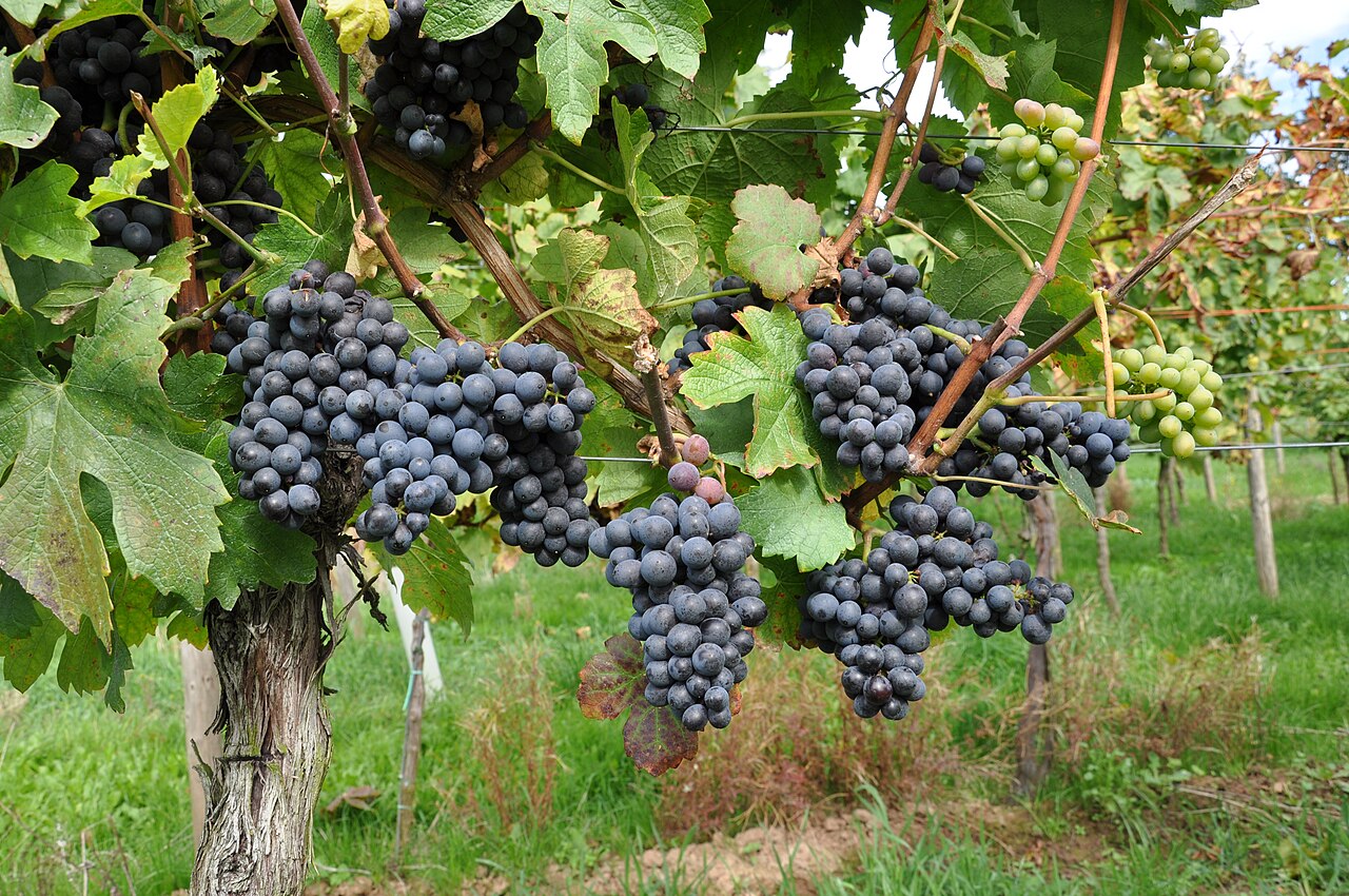 Plate 01 · Pinotage cluster · photo: Doris Schneider, JKI · CC BY-SA 4.0