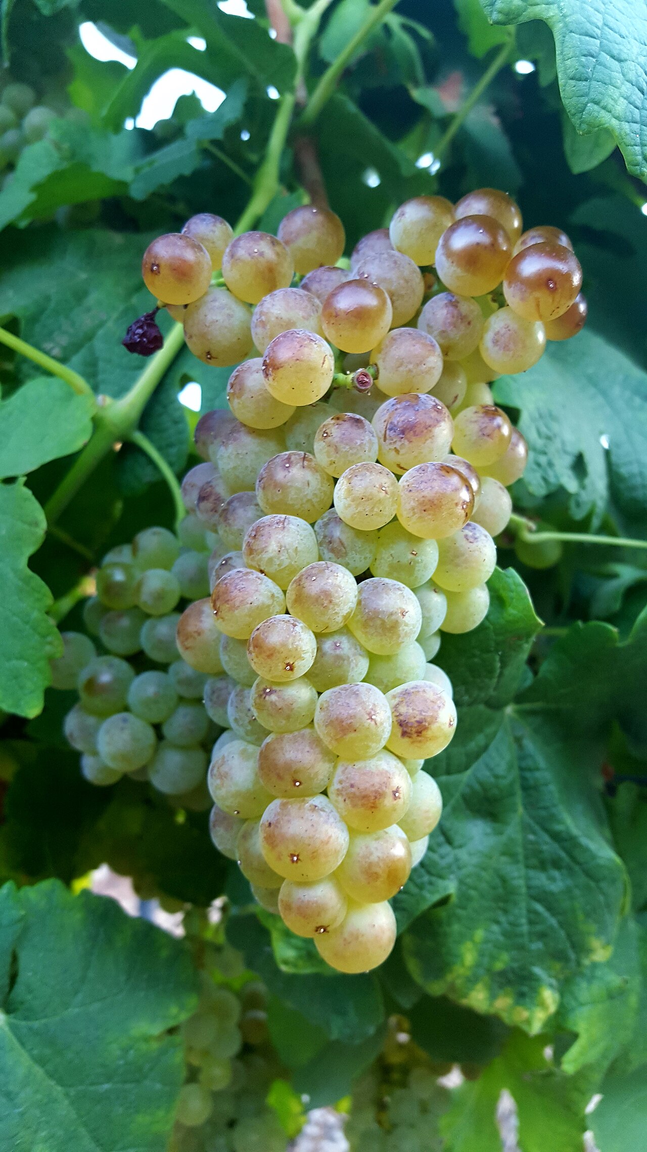 Plate 01 · Roussanne on the vine · photo: קרלוס הגדול · CC BY-SA 4.0