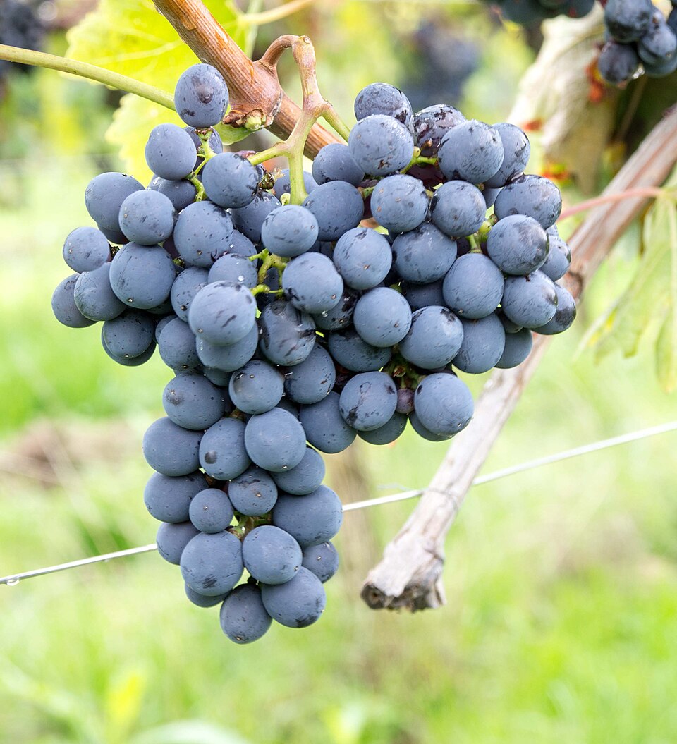Plate 01 · Sangiovese cluster · photo: Ursula Brühl, JKI · CC BY-SA 4.0