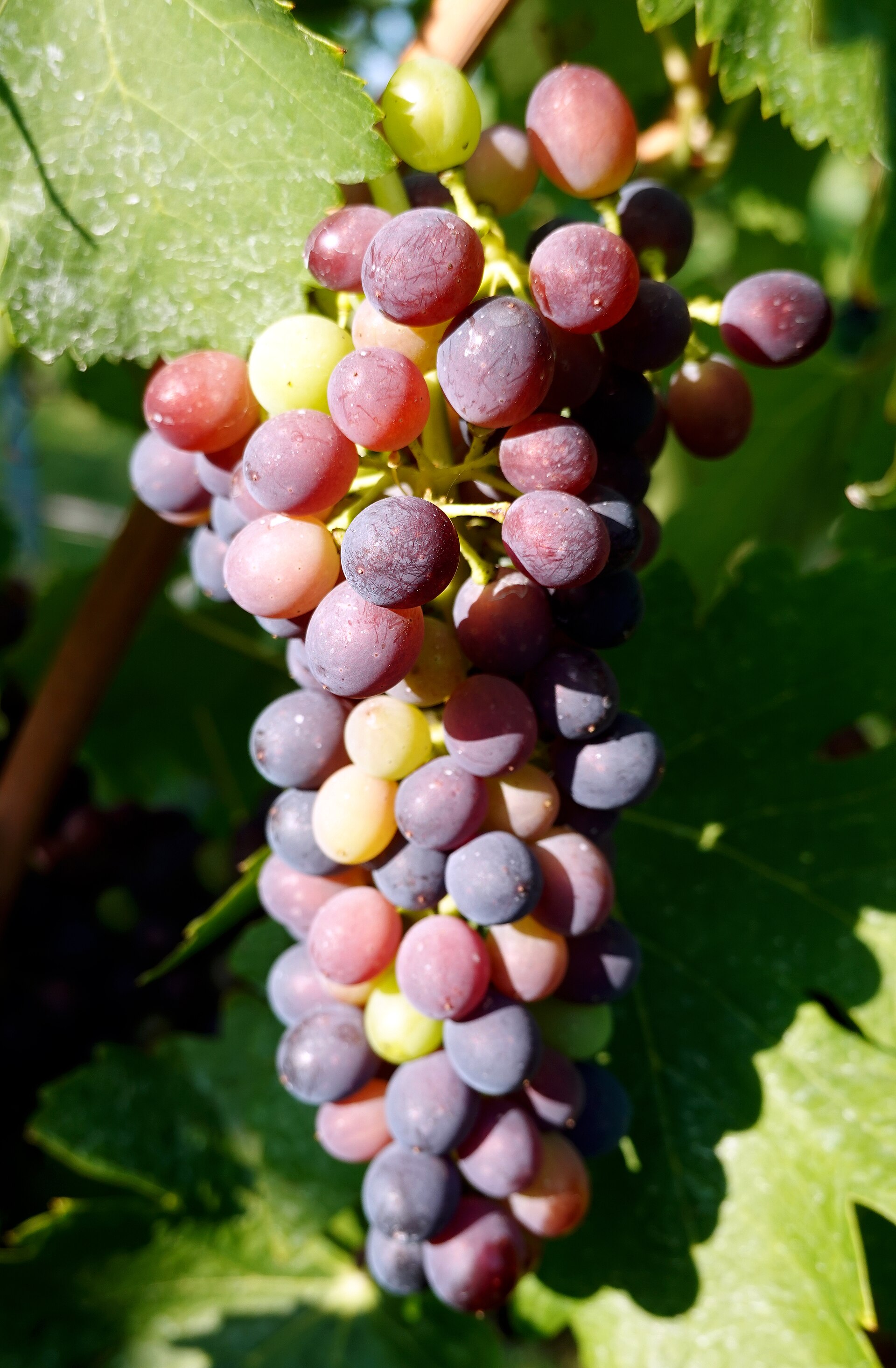 Plate 01 · Cluster on the vine · photo: Geolina163, CC BY-SA 4.0