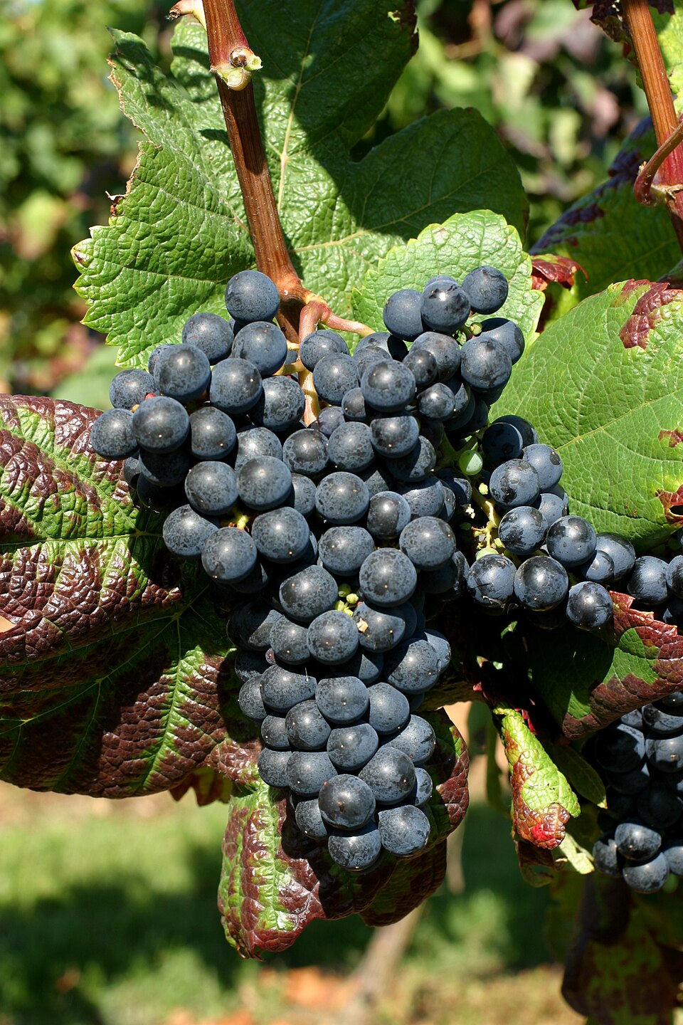 Plate 01 · Tannat cluster · photo: Doris Schneider, JKI · CC BY-SA 4.0