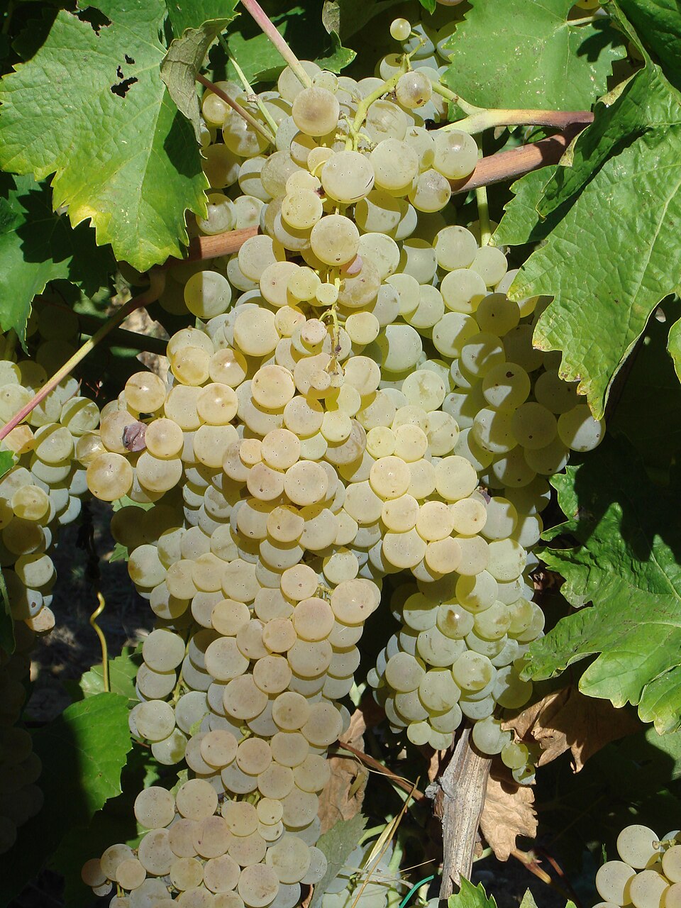Plate 01 · Trebbiano cluster · photo: Gabriele Cantini · CC BY 2.0