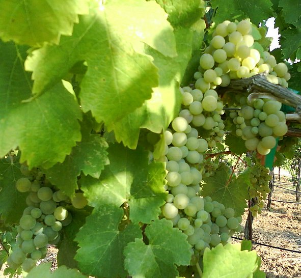 Plate 01 · Cluster on the vine
